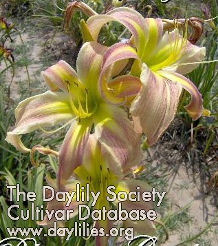 Orchid Spangles AHS image