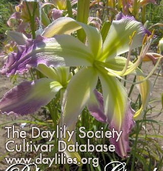 Orchid Equinox AHS image