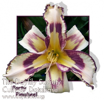 Party Pinwheel AHS image