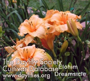 Elohim Dreamsicle AHS image