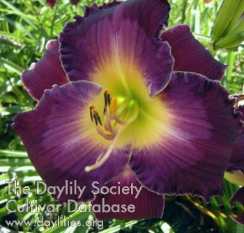 Darkness and Dawn AHS image