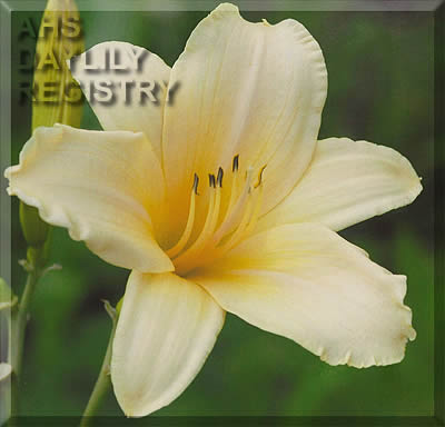 Wivi Lonn AHS image