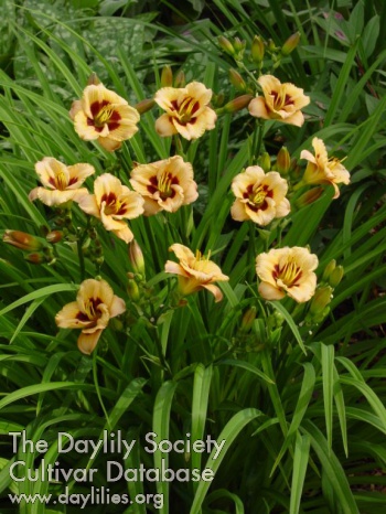 Peach Pudding AHS image