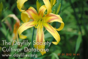 Dorothy Akridge Rescigno AHS image