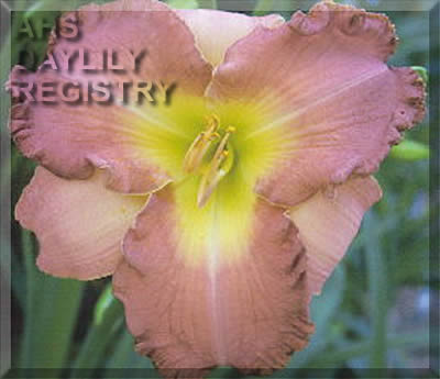 Gulf Coast Treasure AHS image
