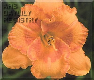 Gulf Coast Dixie AHS image