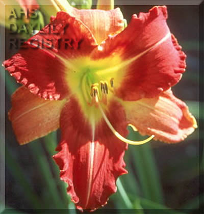 Mission Corpus Christi AHS image