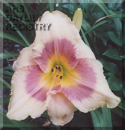 Chantilly Soft Eyes