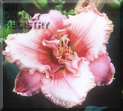 Ann a Santaniello AHS image