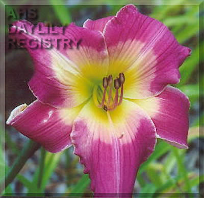 Robert Shakeil AHS image