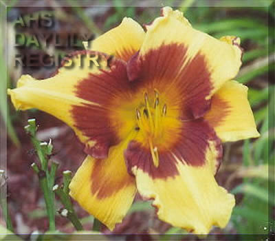 Zella Sego AHS image