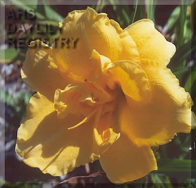 Hailey Caylin AHS image
