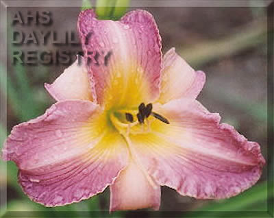Kanclerz AHS image