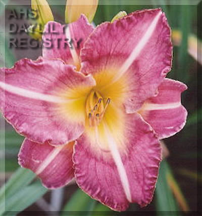 Pluton AHS image