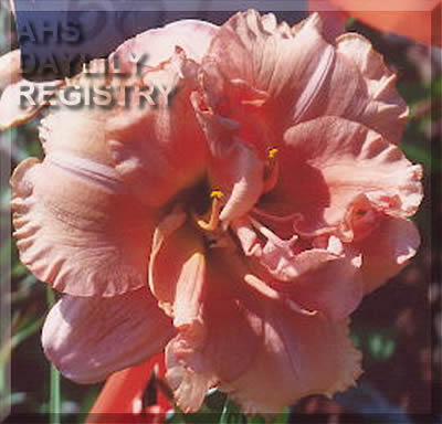 Madison Lee AHS image