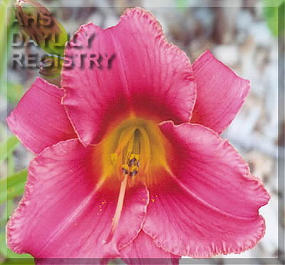 Charlie Sego AHS image
