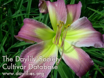 Monadnock Orchid Explosion AHS image