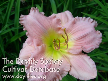 Monadnock Ruffled Rose AHS image