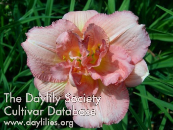 Monadnock Pink Grapefruit AHS image