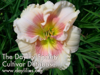 Monadnock Mango Daydream AHS image