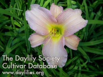 Monadnock Lady Orchid AHS image