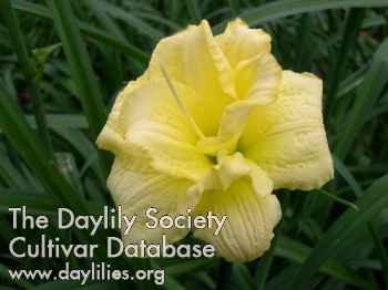 Monadnock Double Daffodil AHS image
