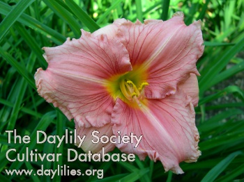 Monadnock Pink Piggy AHS image