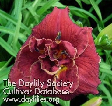 All Branched Out image