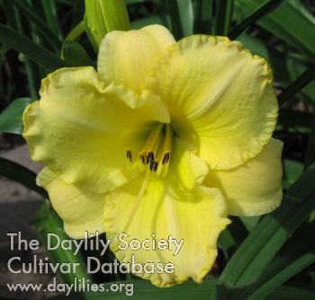 Earlybird Lemon Drop AHS image