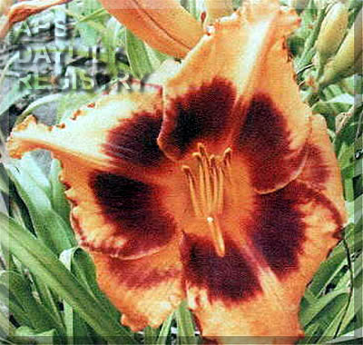 Local Motion AHS image
