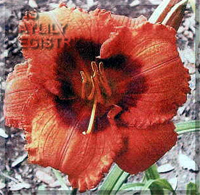 Roar AHS image