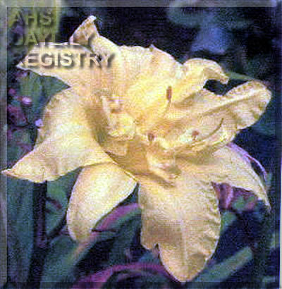 Polymultipetalicious AHS image