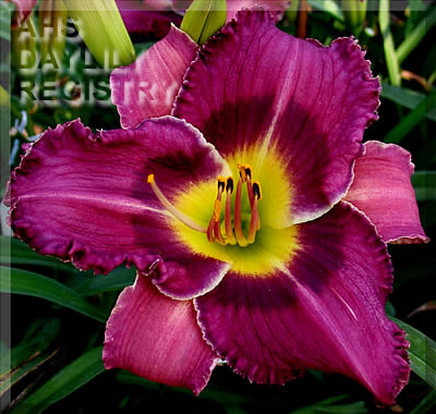 Browns Ferry Sugar Plum AHS image