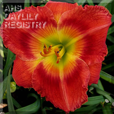 Carolina Dynamite AHS image