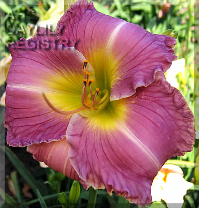 Country Flyer AHS image