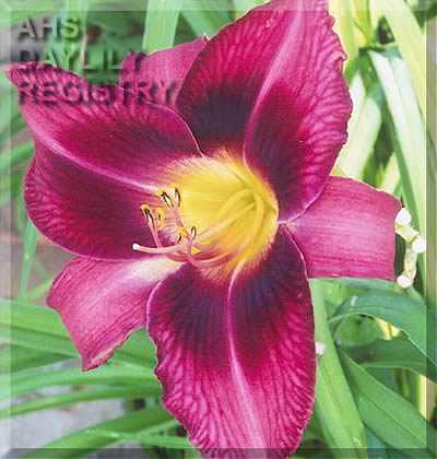 Montana Plum AHS image