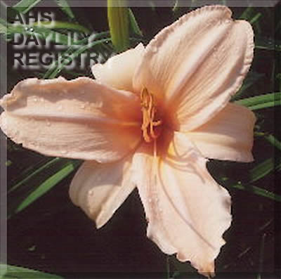 Perfectly Peachy AHS image