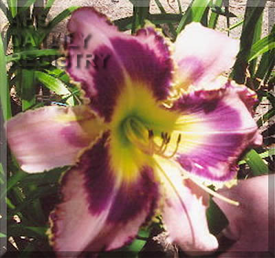Dreams of Joyce AHS image