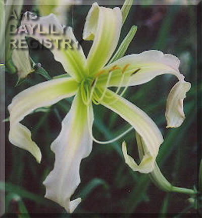 Femininity AHS image
