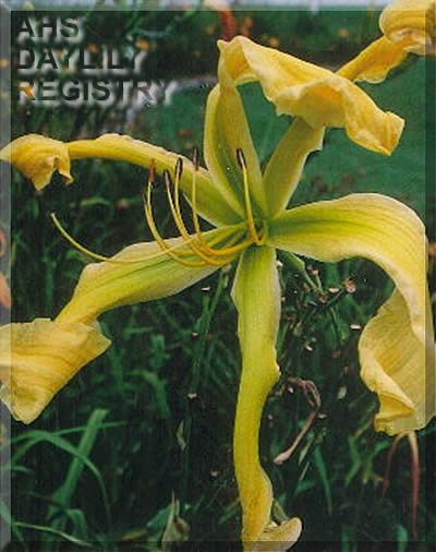 Shirley Q AHS image