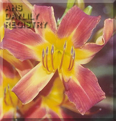 Little Orange Petite AHS image