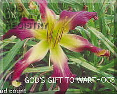 God's Gift to Warthogs AHS image
