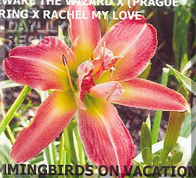 Hummingbirds on Vacation AHS image