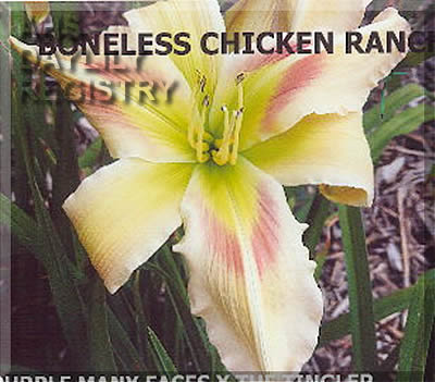 Boneless Chicken Ranch AHS image