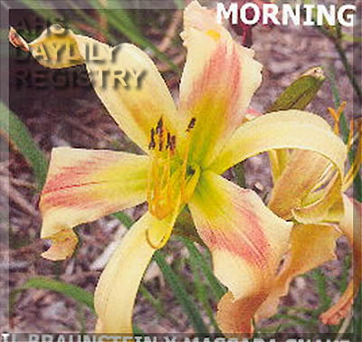Morning Face AHS image