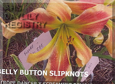 Belly Button Slipknots AHS image