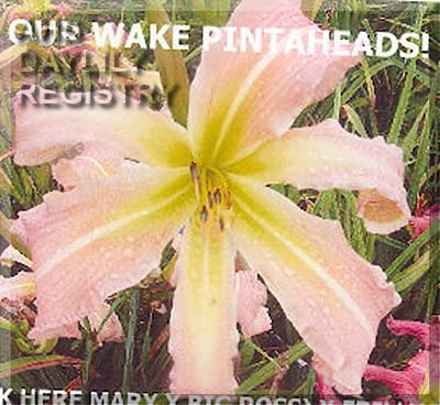 Eat Our Wake Pintaheads AHS image
