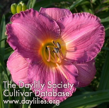 Dandy Doolittle AHS image