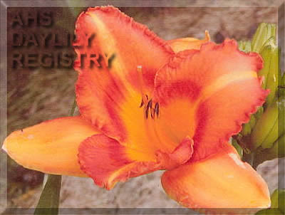 Tennessee Judy