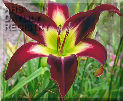 Ned Nearey AHS image